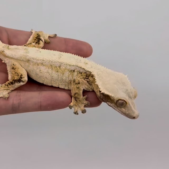 노멀 드리피 화이트스팟 화이트포트홀 화이트