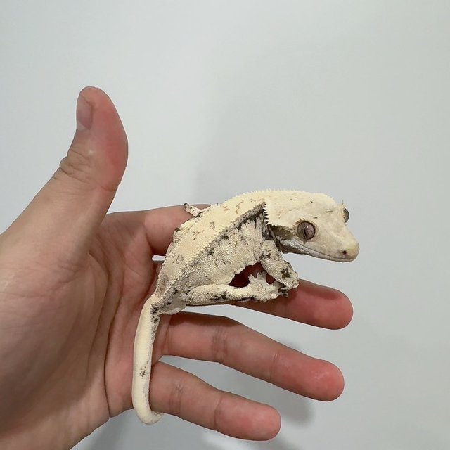 노멀 드리피 화이트스팟 화이트