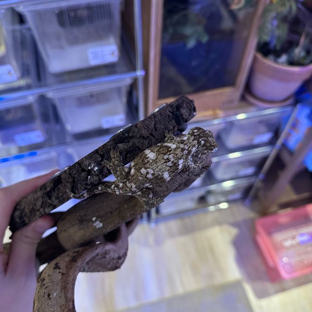 누아나