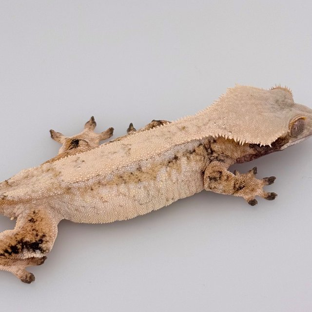 노멀 드리피 화이트스팟 화이트포트홀 화이트