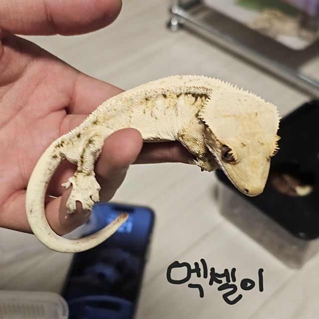 노멀 화이트 익스트림할리퀸