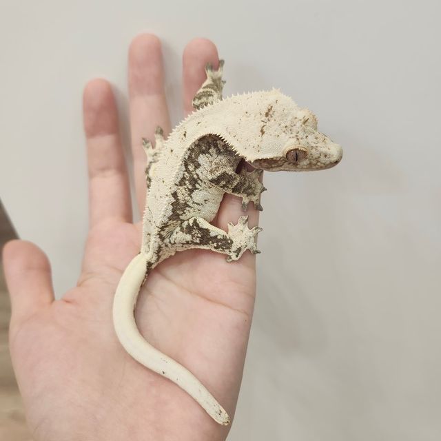 노멀 드리피 화이트스팟 화이트