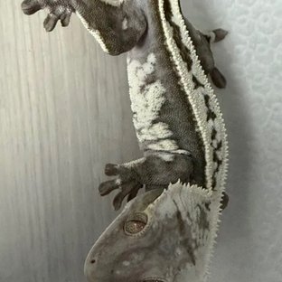 아잔틱 (부)