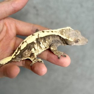 100%헷아잔틱 세이블 (모)