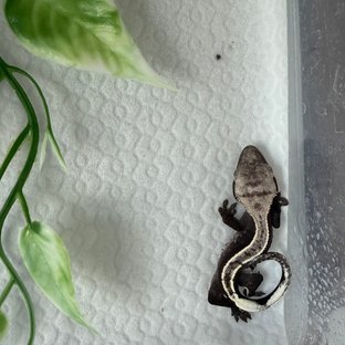 아잔틱 핀스트라이프