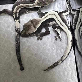 릴리 세이블 아잔틱
