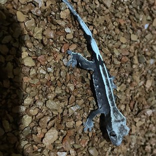 아잔틱