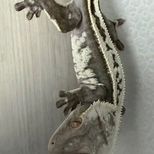 부루