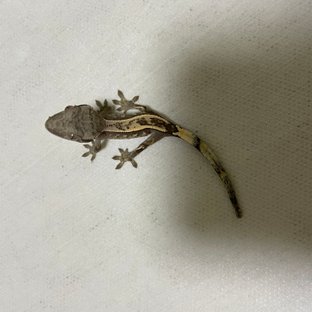 100%헷아잔틱 세이블