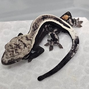 세이블 아잔틱 풀핀