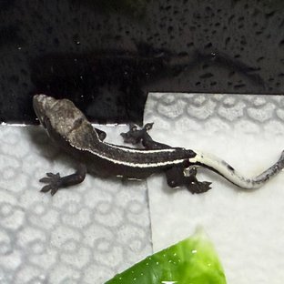 화이트핀 아잔틱