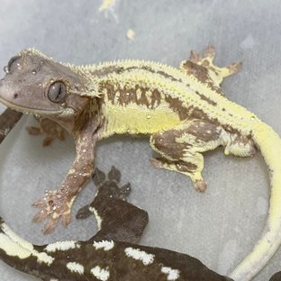 릴리100%헷아잔틱 세이블