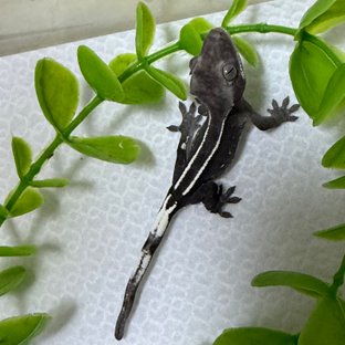 아잔틱 화이트핀