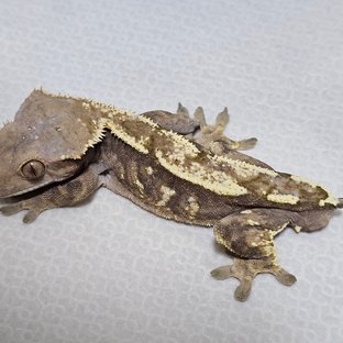 100%헷아잔틱 세이블