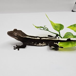 아잔틱 화이트핀