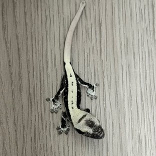 릴잔틱