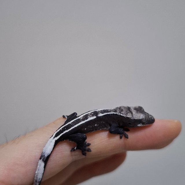 아잔틱 화이트핀