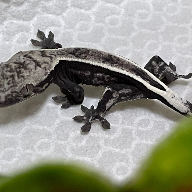 세이블 아잔틱 풀핀