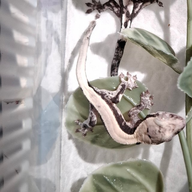 릴리 세이블 아잔틱