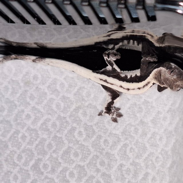 릴리 세이블 아잔틱