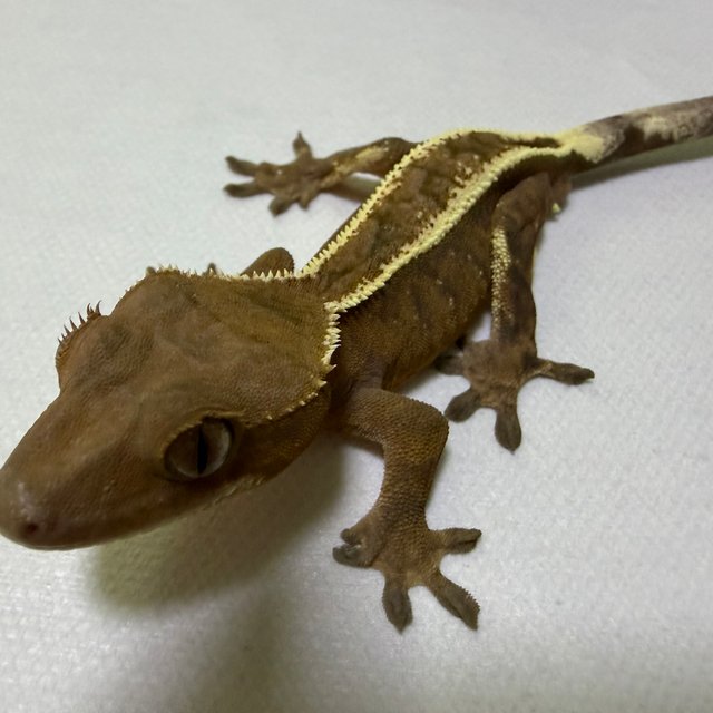 100%헷아잔틱 세이블 풀핀