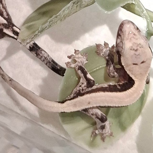 릴리 세이블 아잔틱