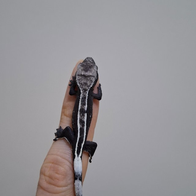 아잔틱 화이트핀