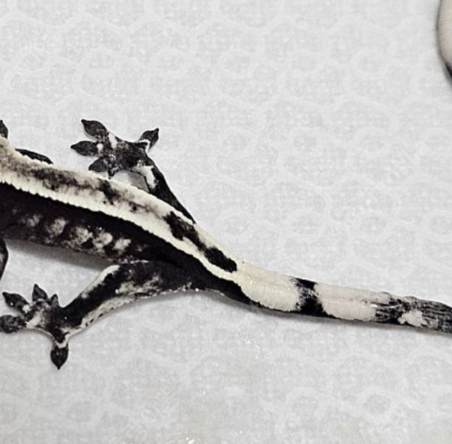 100%헷아잔틱 세이블