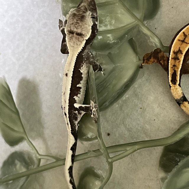 릴리 세이블 아잔틱