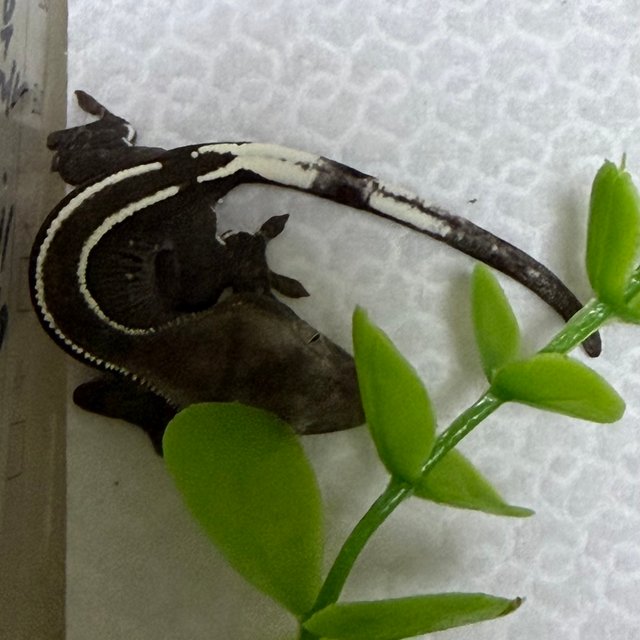 아잔틱 화이트핀