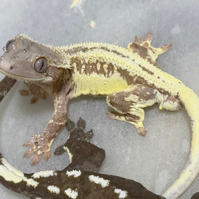 릴리100%헷아잔틱 세이블