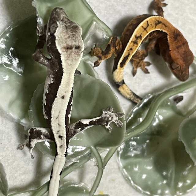 릴리 세이블 아잔틱