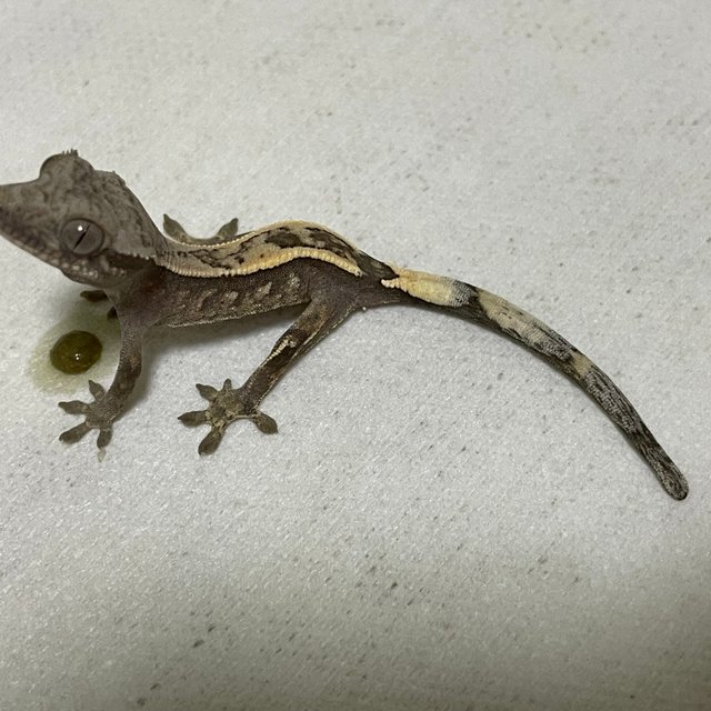 100%헷아잔틱 세이블