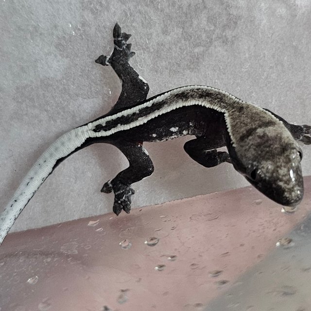 아잔틱 화이트핀 풀핀