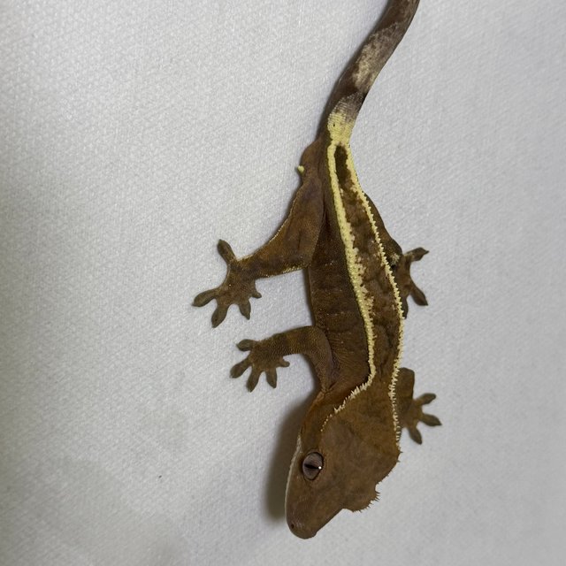 100%헷아잔틱 세이블 풀핀