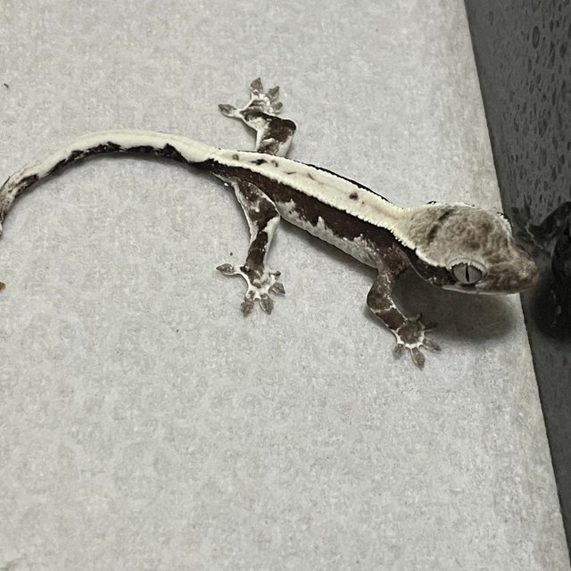 릴리 세이블 아잔틱