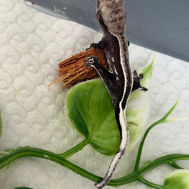 아잔틱 풀핀 화이트핀