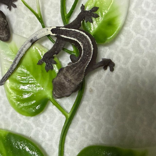 화이트핀 아잔틱