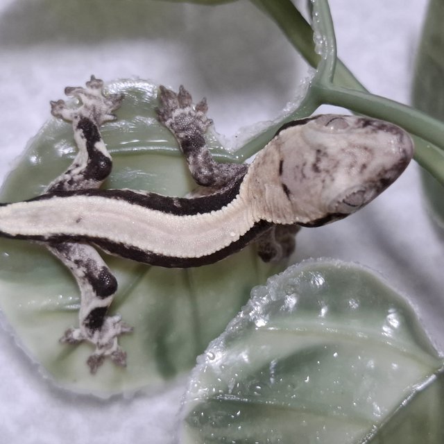 릴리 세이블 아잔틱