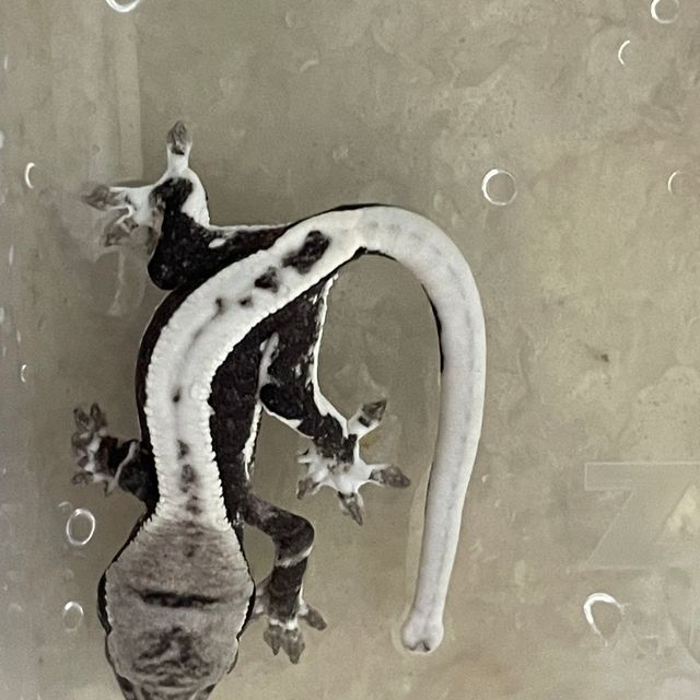 릴잔틱