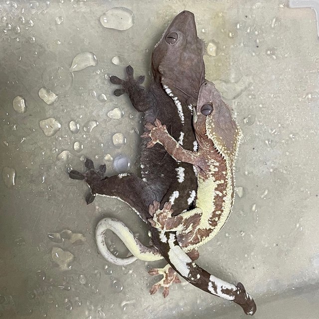 릴리100%헷아잔틱 세이블