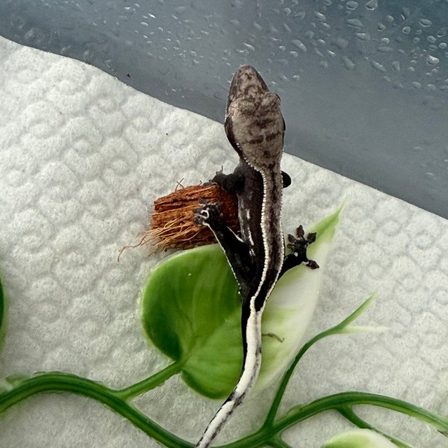 아잔틱 풀핀 화이트핀