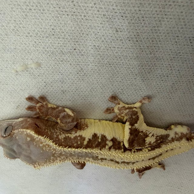 릴리100%헷아잔틱 세이블