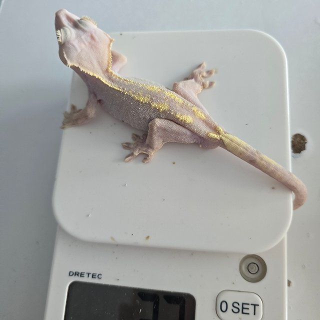 하이포 카푸치노