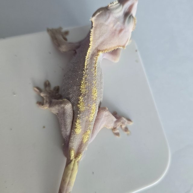 하이포 카푸치노