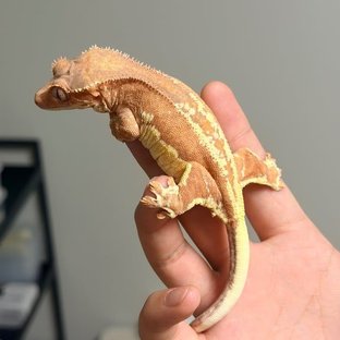 이오