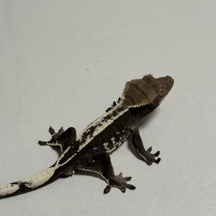 아잔틱