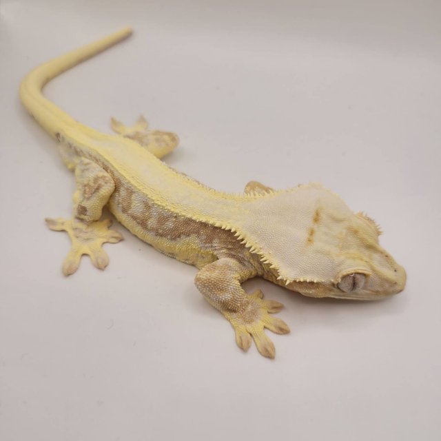 크림 릴리화이트