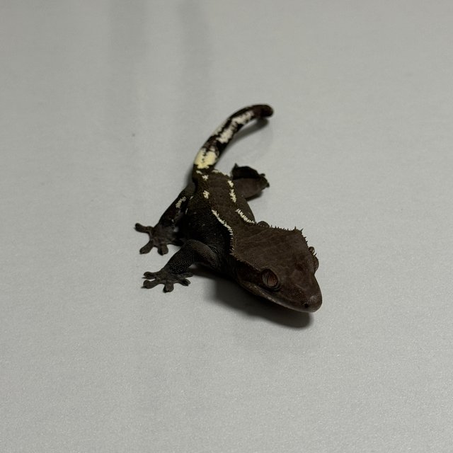 아잔틱 화이트포트홀