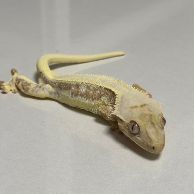 크림 릴리화이트